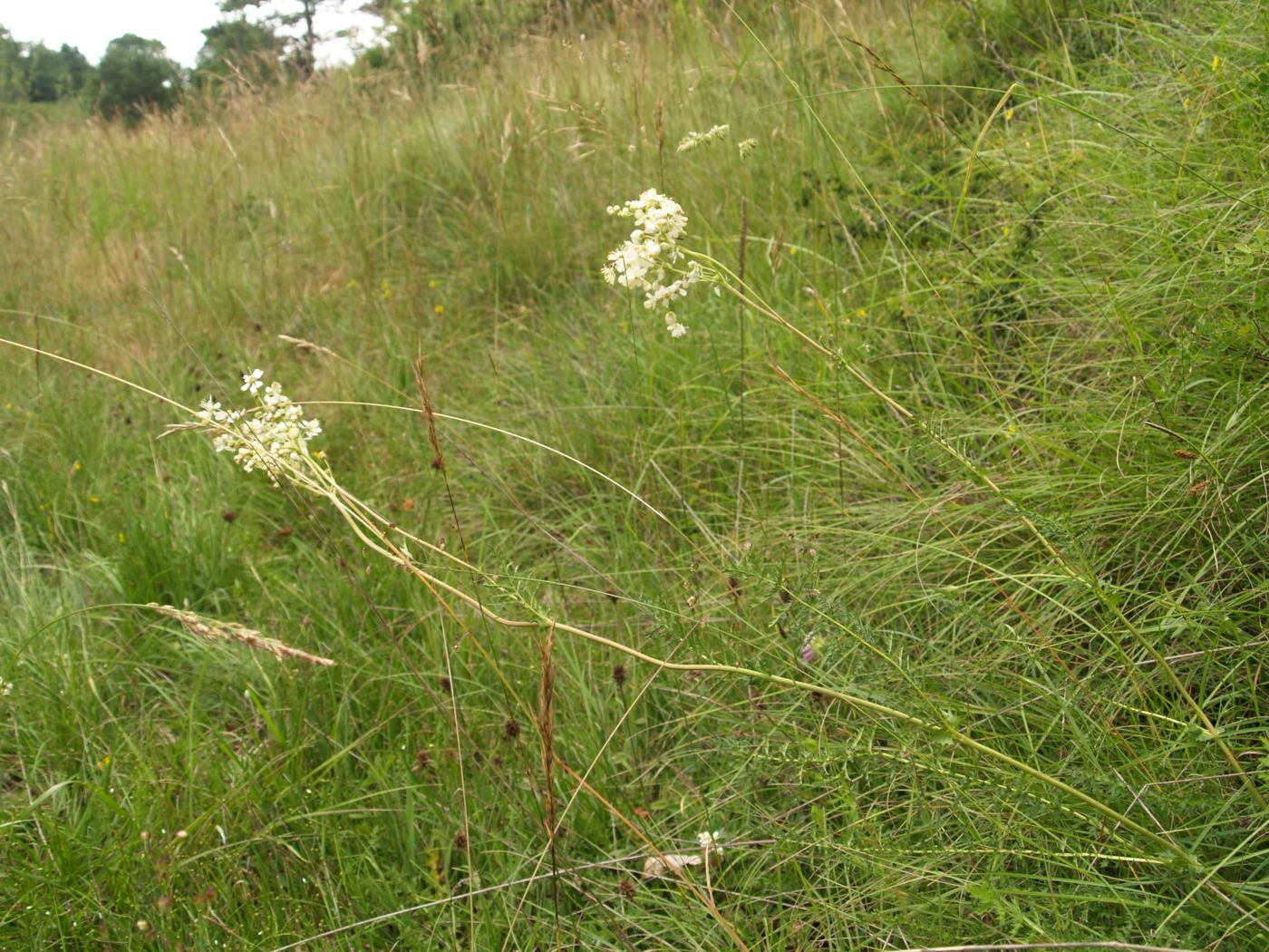 Dropwort plant